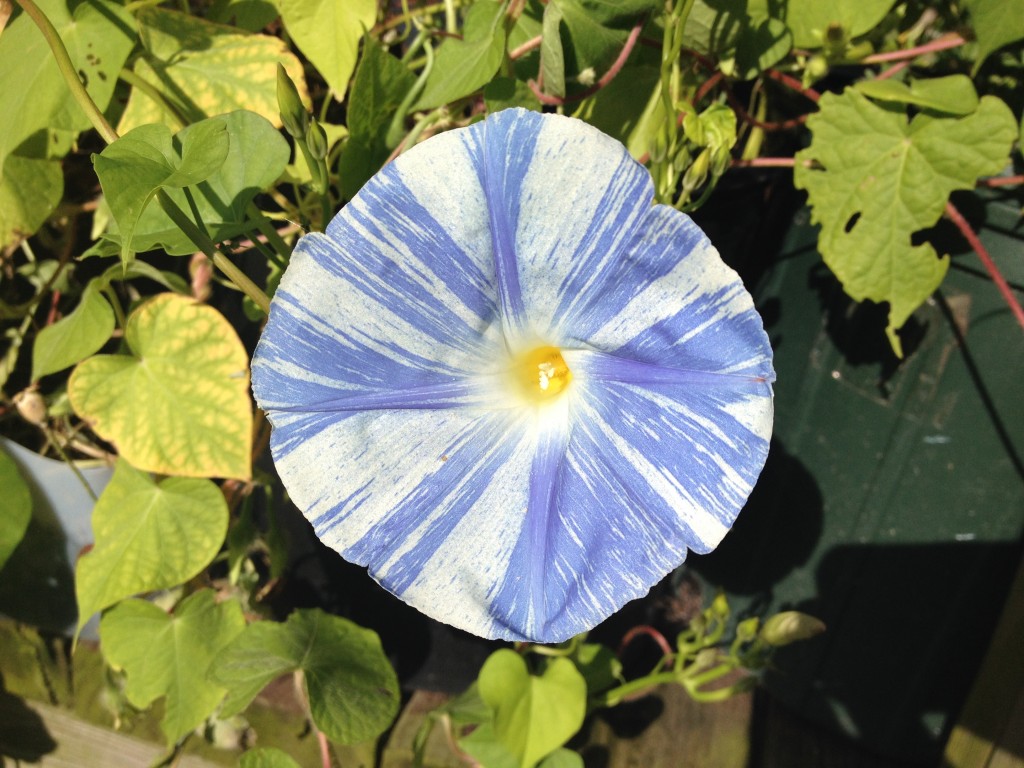 Ipomea Tricolor (Flying Saucer Morning Glory) Seeds World Seed Supply