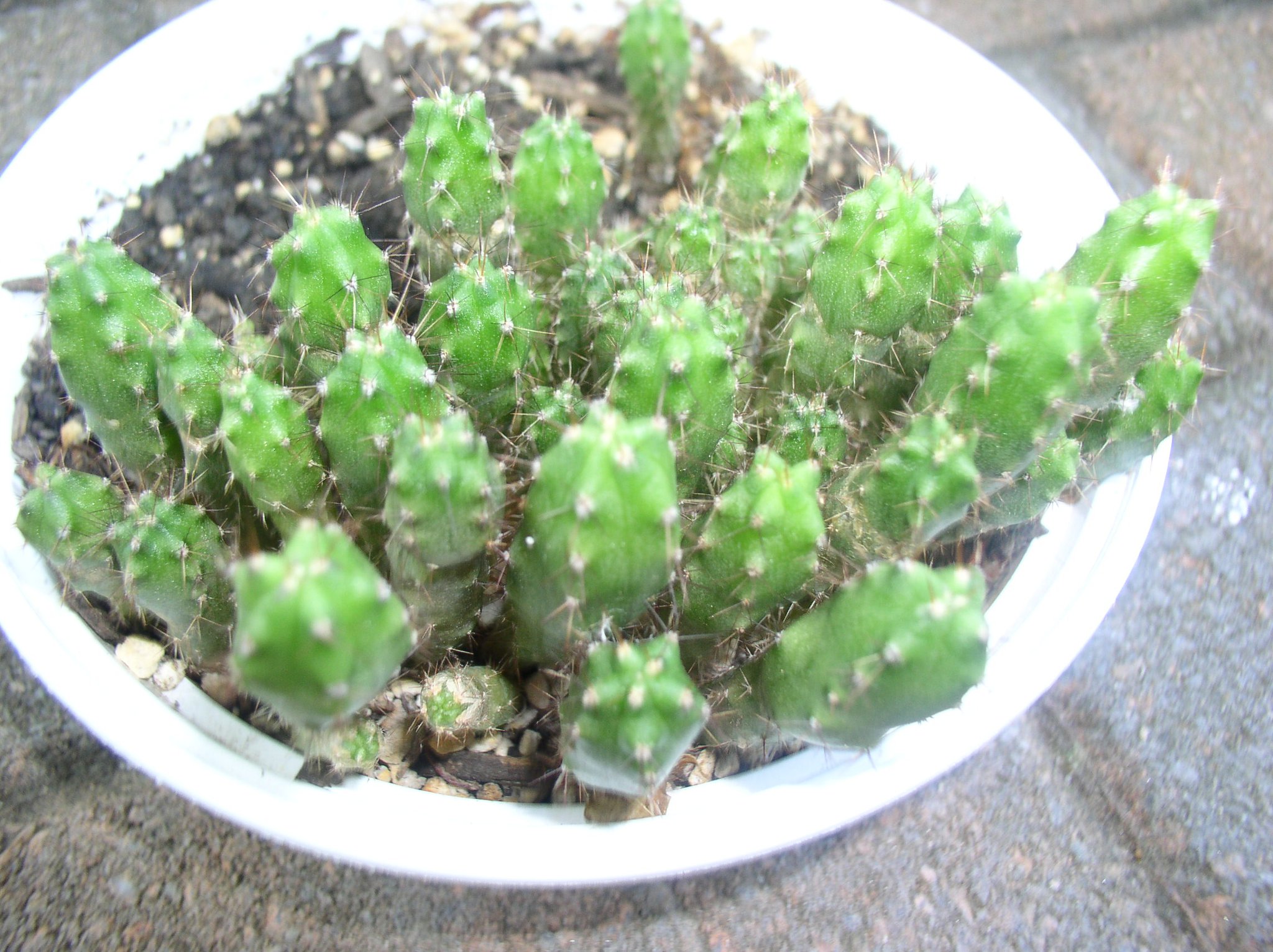 Cacti Seeds x30 E. lageniformis Bolivian Torch T bridgesii 