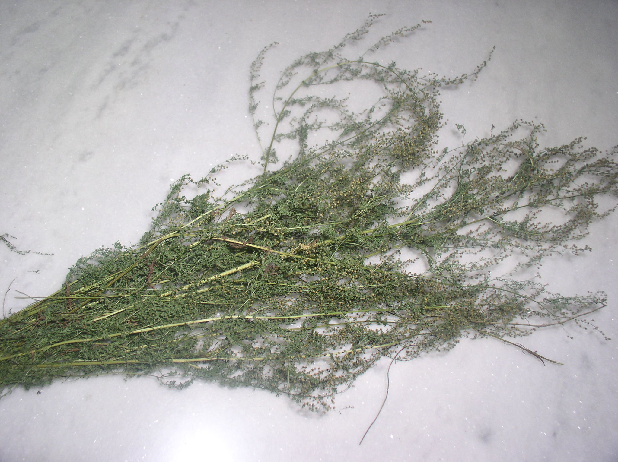 1000 Artemisia annua Seeds,Sweet Wormwood, Sweet Annie, Sweet sagewort