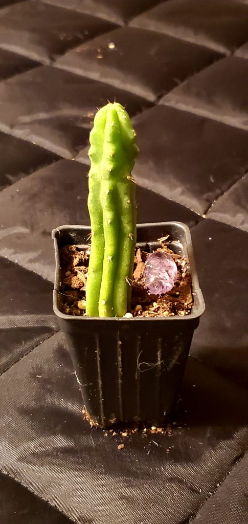 3" San Pedro Cactus | World Seed Supply