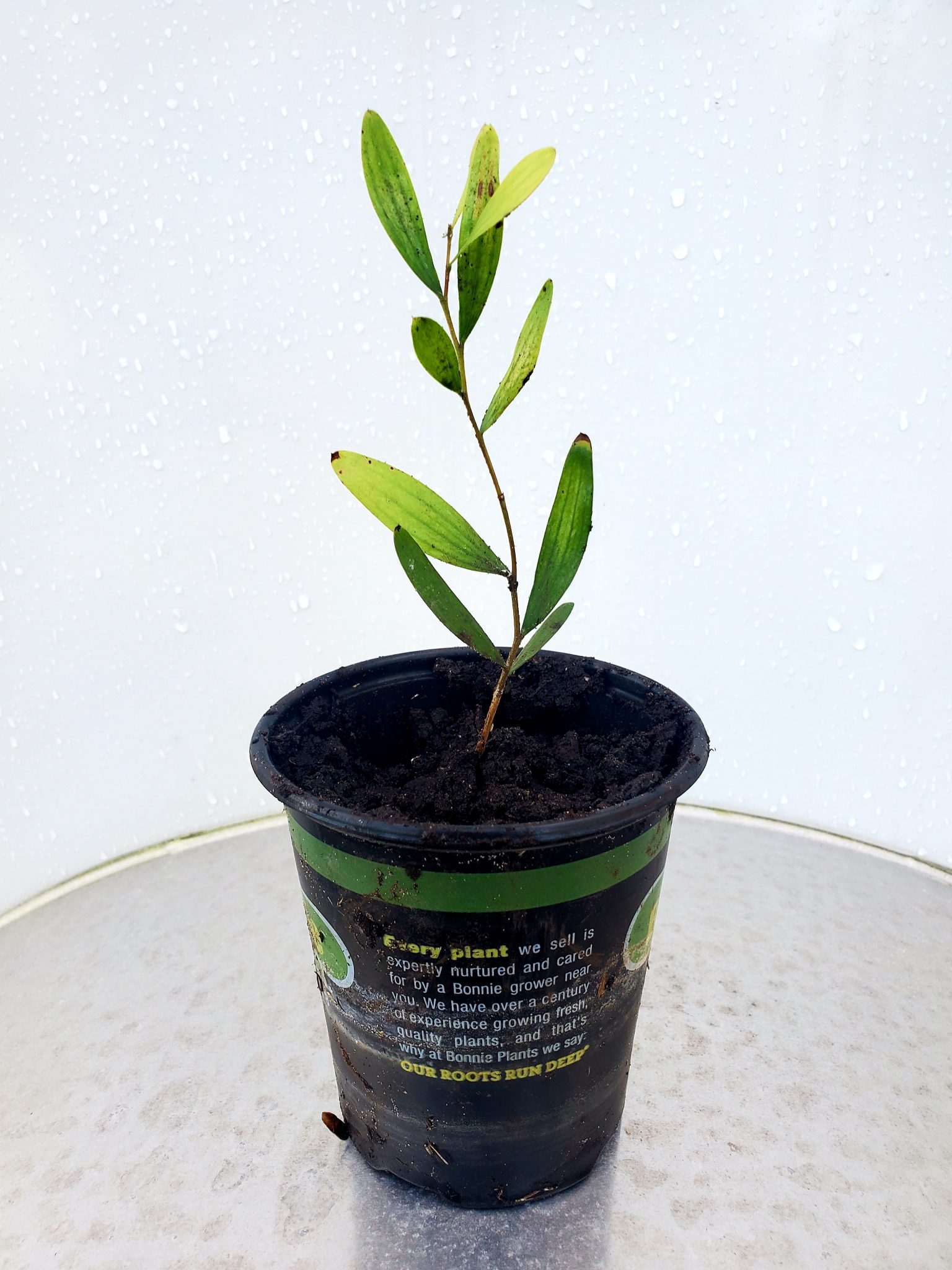 Acacia Confusa (Koa Formosa) Live Plant World Seed Supply