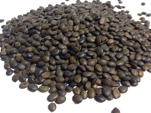 Acacia Confusa seeds | World Seed Supply