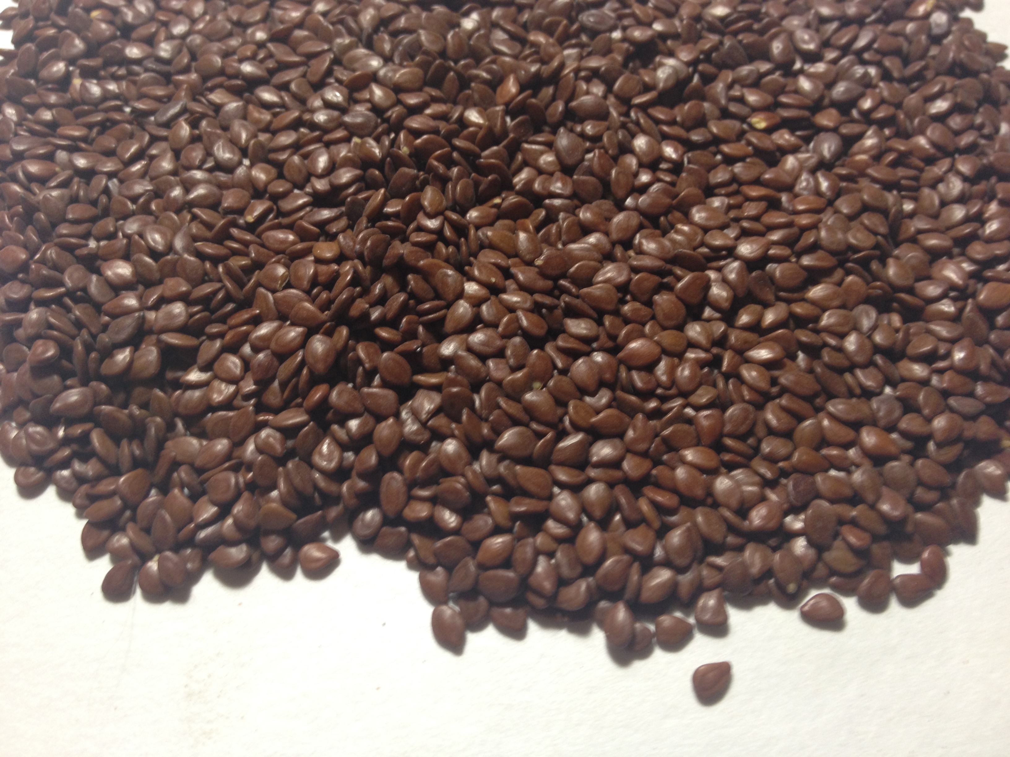 Illinois Bundleflower seeds World Seed Supply