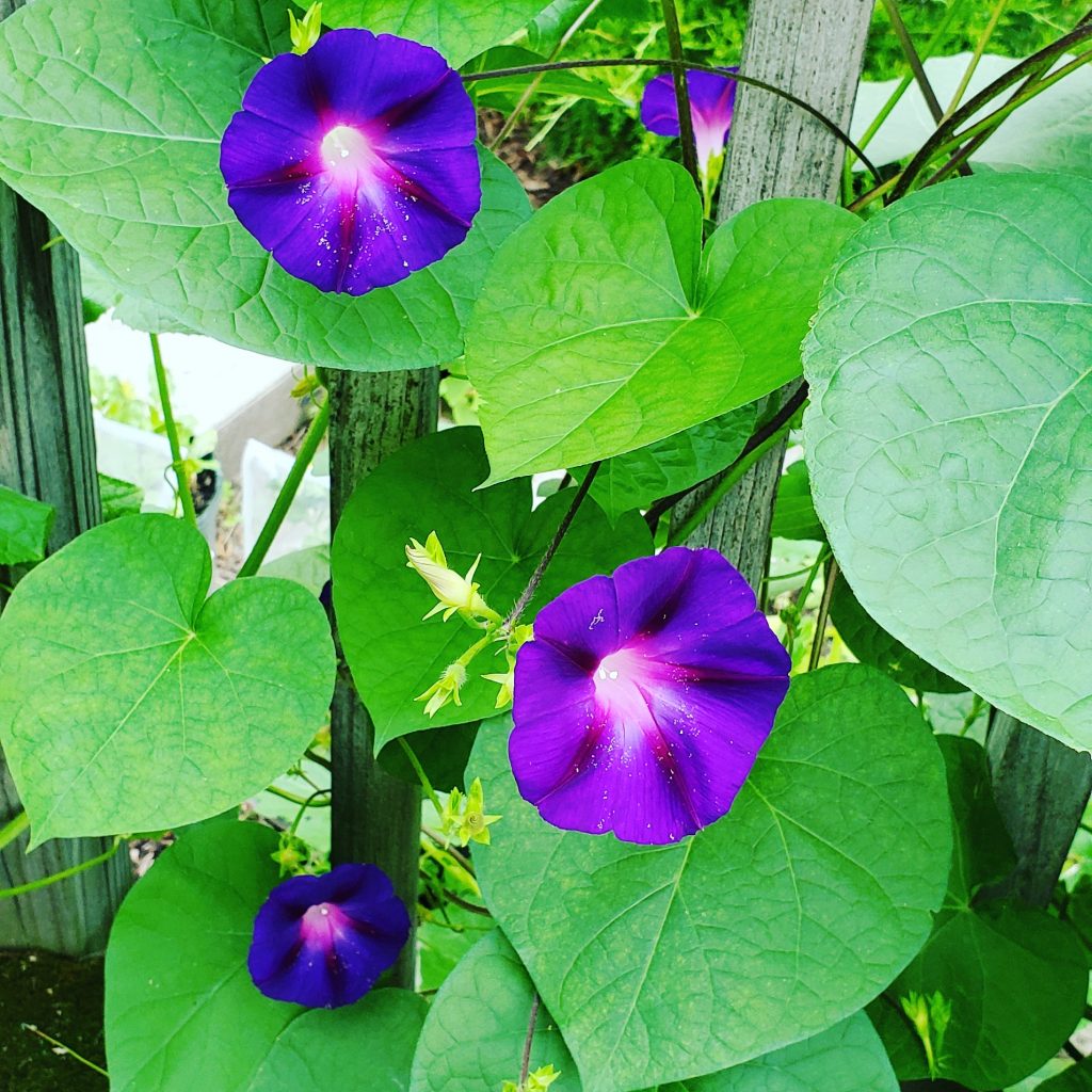 Grandpa Ott's Morning Glory World Seed Supply