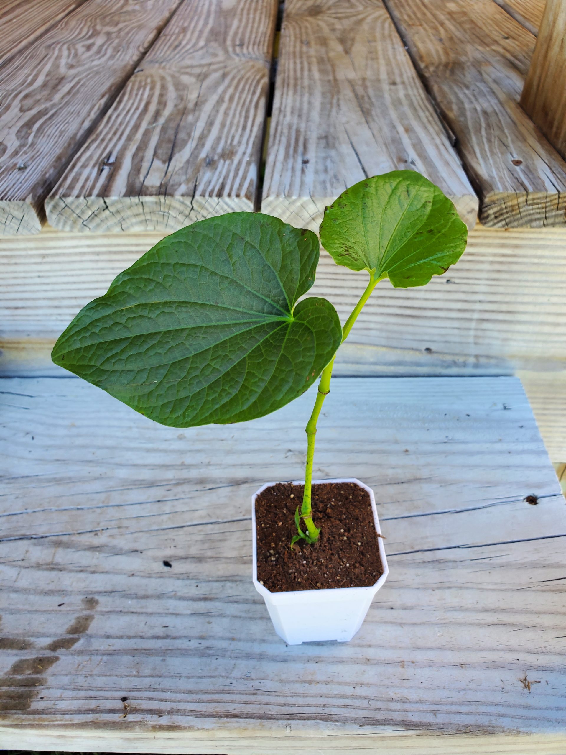 Piper Methysticum (Kava “ISA Strain” – LARGE SIZE Live Plant | World Seed Supply