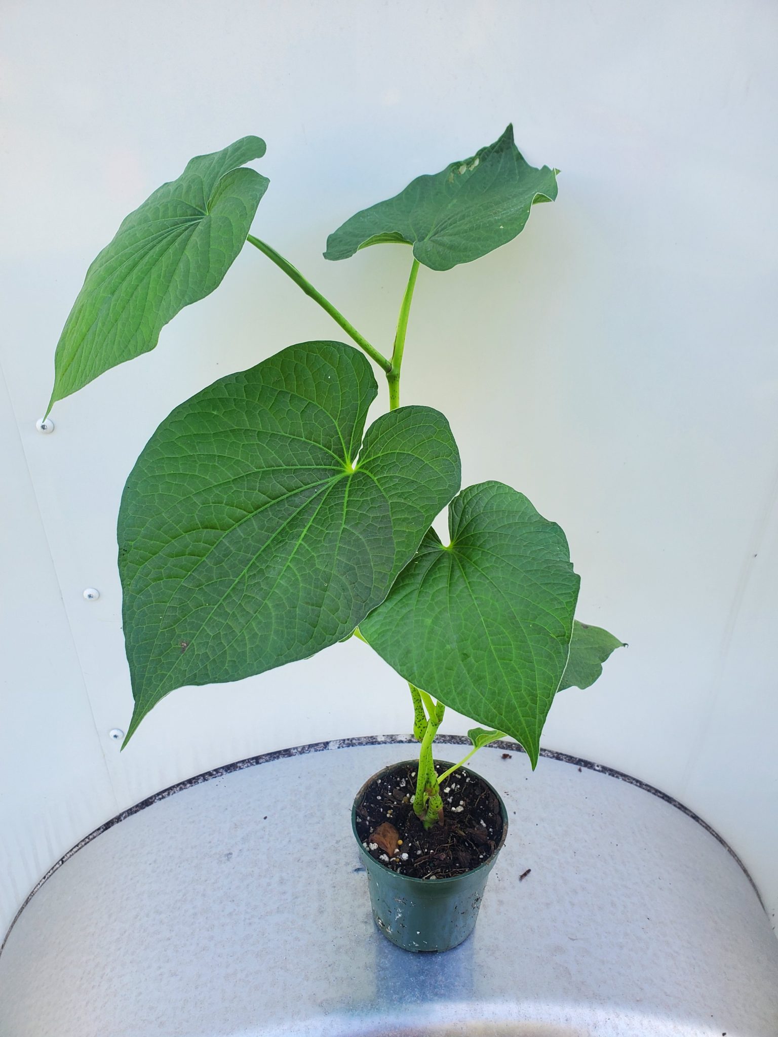 Piper Methysticum (Kava Kava) “ISA Strain” 1215″ Live Plant Rooted