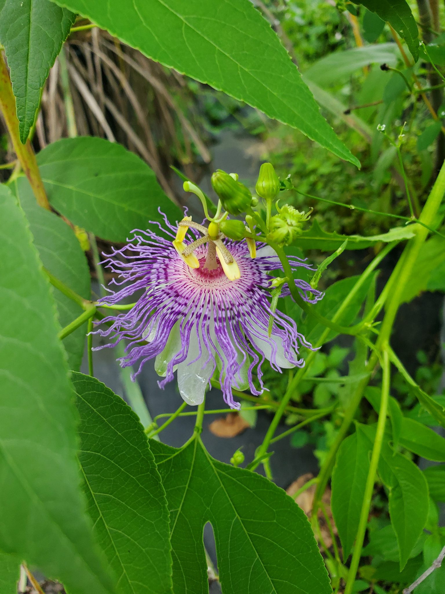 Passiflora Incarnata seeds World Seed Supply