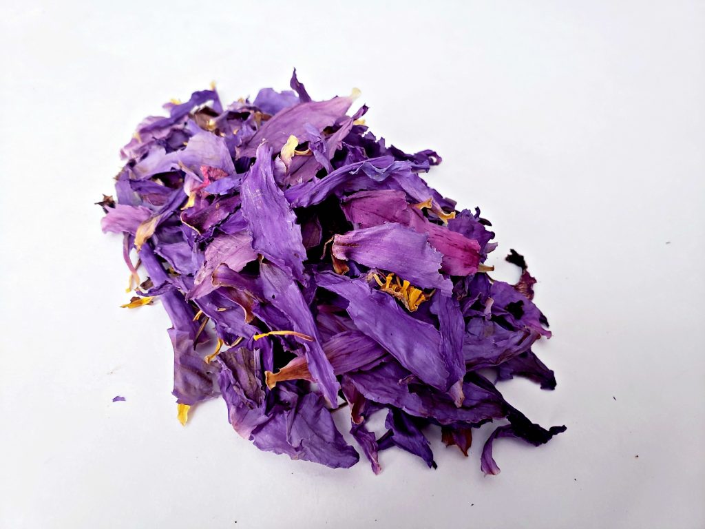 Blue Lotus Wholesale World Seed Supply Blue Lotus Wholesale World Seed Supply