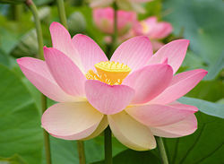 Nelumbo Nucifera, pink (Pink Lotus) Seeds