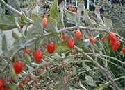 Lycium Chinense (Tibetan Goji Berry) Seeds