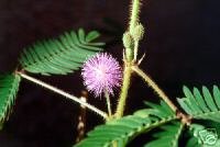 Mimosa Pudica (Sensitive Plant) Seeds