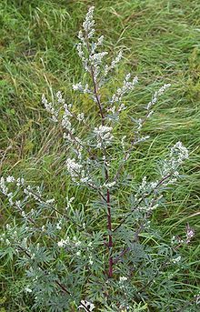Artemisia Vulgaris  (MUGWORT) Seeds