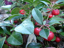 Gaultheria Procumbens (Wintergreen) Seeds