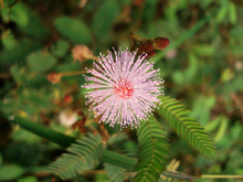 Mimosa Pudica (Sensitive Plant) - Live Plant