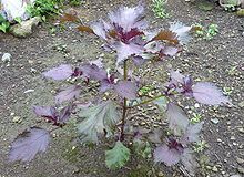 Perilla Frutescens (Red Shiso) Seeds