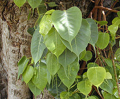 Fresh Ficus Religiosa Sacred Fig Bonsai Pipal Tree seeds 500 