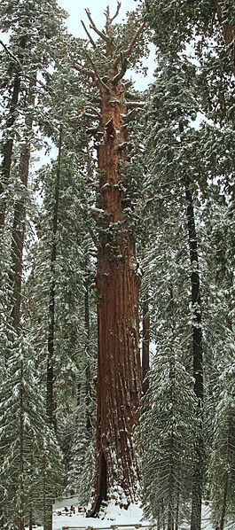 Sequoiadendron Giganteum (Giant Sequoia) Seeds