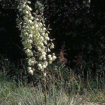 Yucca Glauca (Soapweed Yucca) Seeds