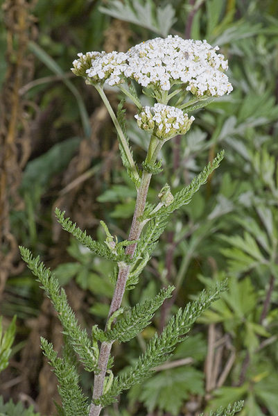 Achillea Millefolium (WHITE YARROW) Seeds