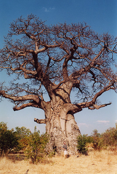 Baobab Asklepios-seeds® 5 graines Adansonia za 