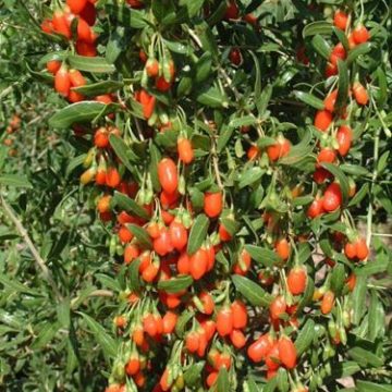 Lycium Chinense (Himalayan Goji Berry) Seeds