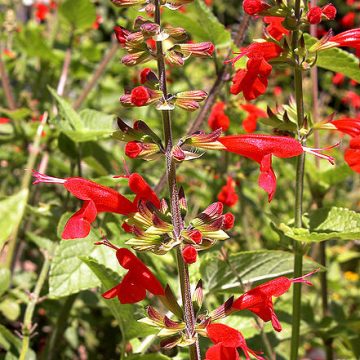 Salvia Coccinea (Scarlet Sage / Texas Sage) Seeds