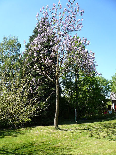 Paulownia Tomentosa (Empress Tree) Seeds