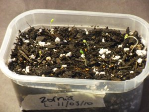 Zornia Latifolia (Maconha Brava) Seeds