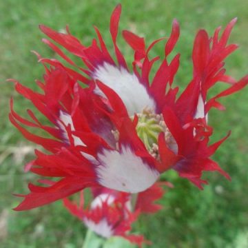 Papaver Somniferum  (Afghan, Fringed Poppy) Seeds