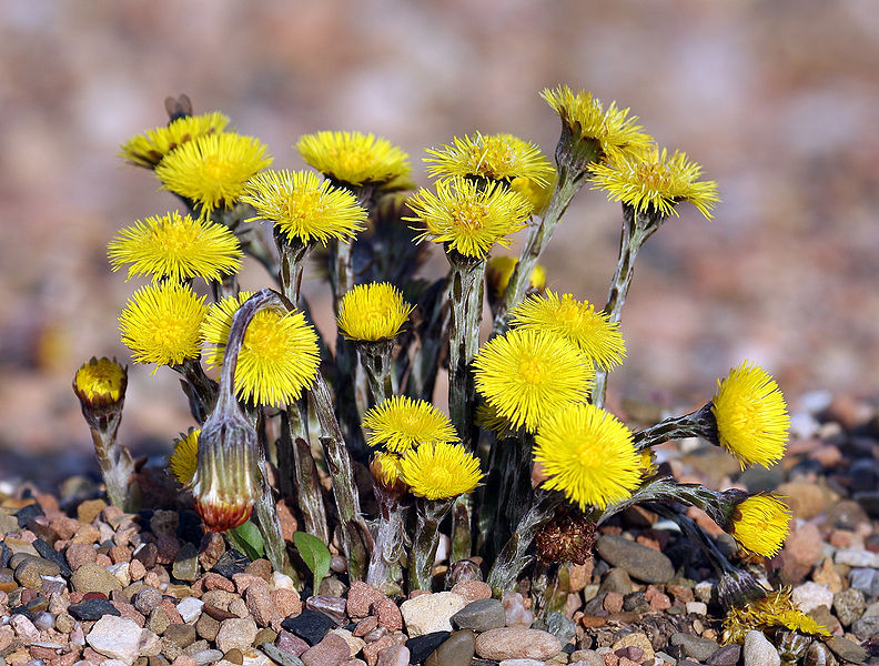 Tussilago Farfara (Coltsfoot) Seeds 1 | World Seed Supply