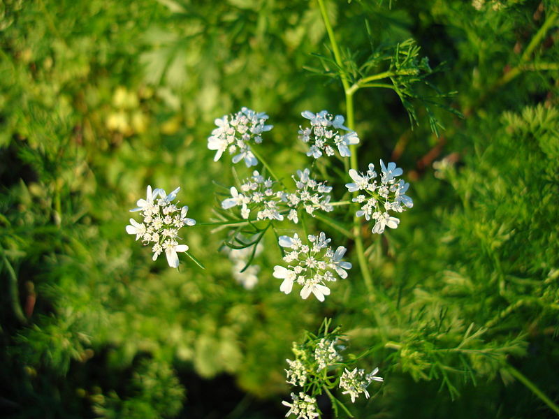 Coriandrum Sativum (Cilantro / Coriander Seed) Seeds World Seed Supply