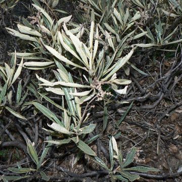 Eriodictyon Californicum (Yerba Santa) Seeds