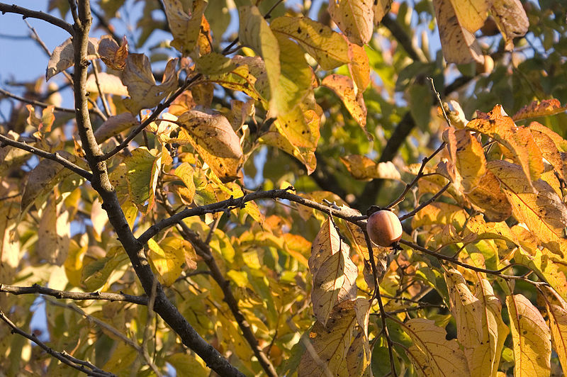 American Persimmon Tree Seeds World Seed Supply Diospyros Virginiana American Persimmon Tree Seeds