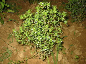 Satureja Hortensis (Summer Savory) Seeds