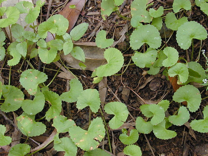 Centella Asiatica (GOTU KOLA) Seeds