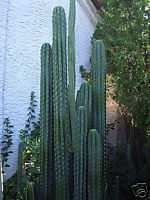 Trichocereus Peruvianus ?Koehres? (Peruvian Torch Cactus) Seeds