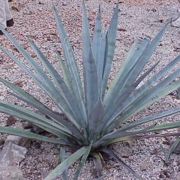 Agave Tequileana (WEBER'S BLUE AGAVE) Seeds