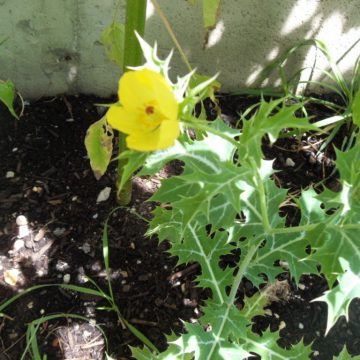Agremone Mexicana  (MEXICAN PRICKLY POPPY ) Seeds