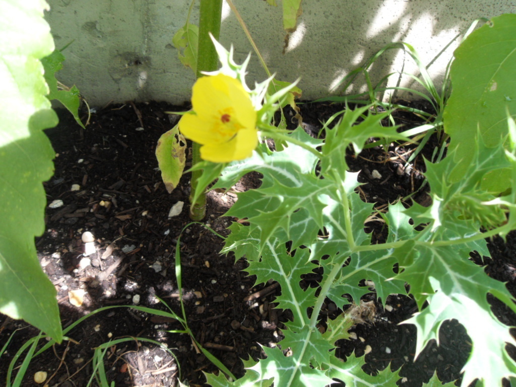 Agremone Mexicana  (MEXICAN PRICKLY POPPY ) Seeds