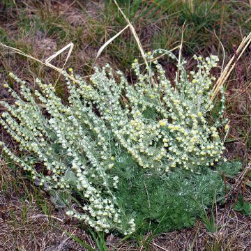 Artemisia Frigida (PRAIRIE SAGEWORT) Seeds