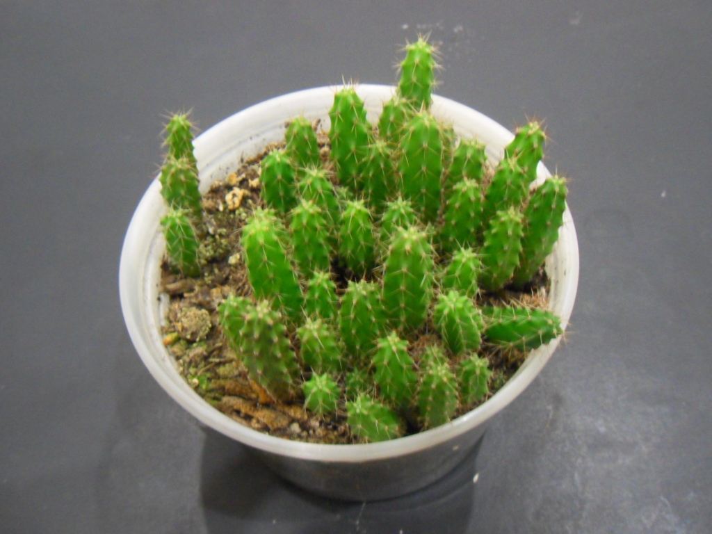Trichocereus Bridgesii (Achuma Cactus) - Live Plant Seedling