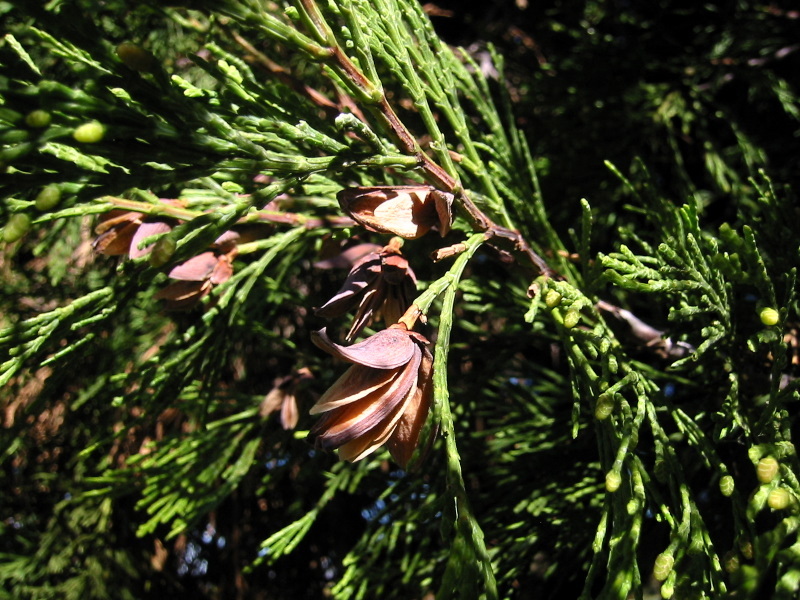 Incense Cedar 80 Tree Seeds Fragrant Evergreen Calocedrus decurrens 