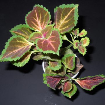 Coleus Blumei (Painted Nettle) - Live Plant