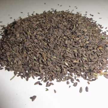 Pedicularis Grandiflora (Elephant Head Lousewort) Seeds