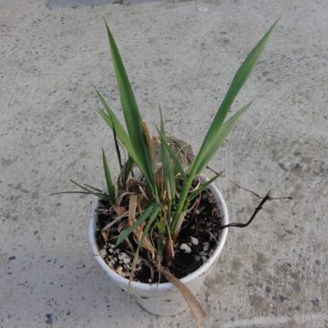 Phalaris Arundinacea (Reed Canary Grass) "Big Medicine" - Live Plant