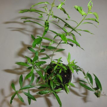 Heimia Myrtifolia (Sinicuichi / Sun Opener) - Live Plant