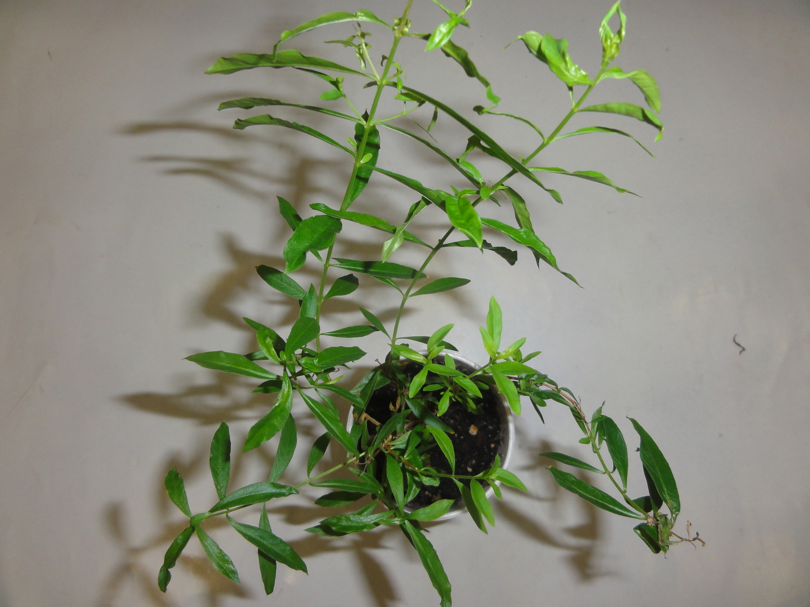 Heimia Myrtifolia (Sinicuichi / Sun Opener) - Live Plant
