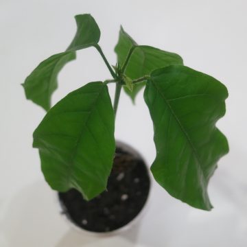Theobroma Cacao "Criollo" - Live Plant