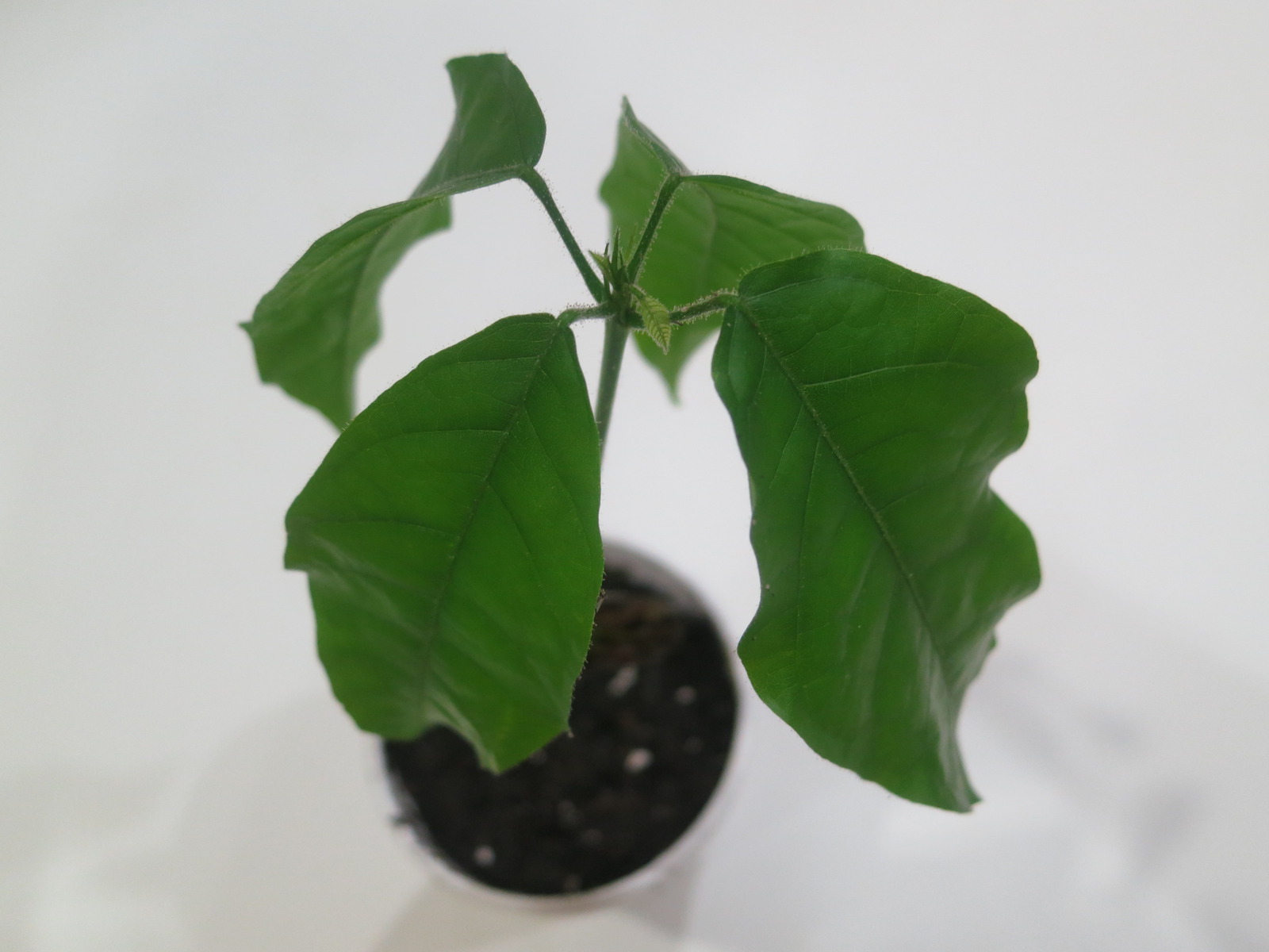 Theobroma Cacao "Trinitario" (Large Round Fruit) - Live Plant