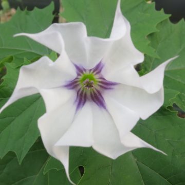 Datura Stramonium lilac Le Fleur (JIMSON WEED) Seeds